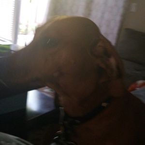 Meet your Posher, Lisa